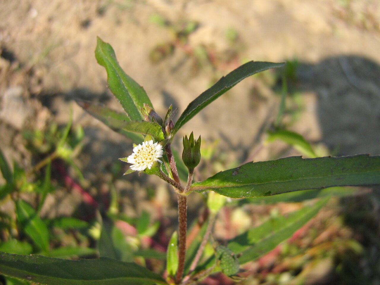 Изображение особи Eclipta prostrata.