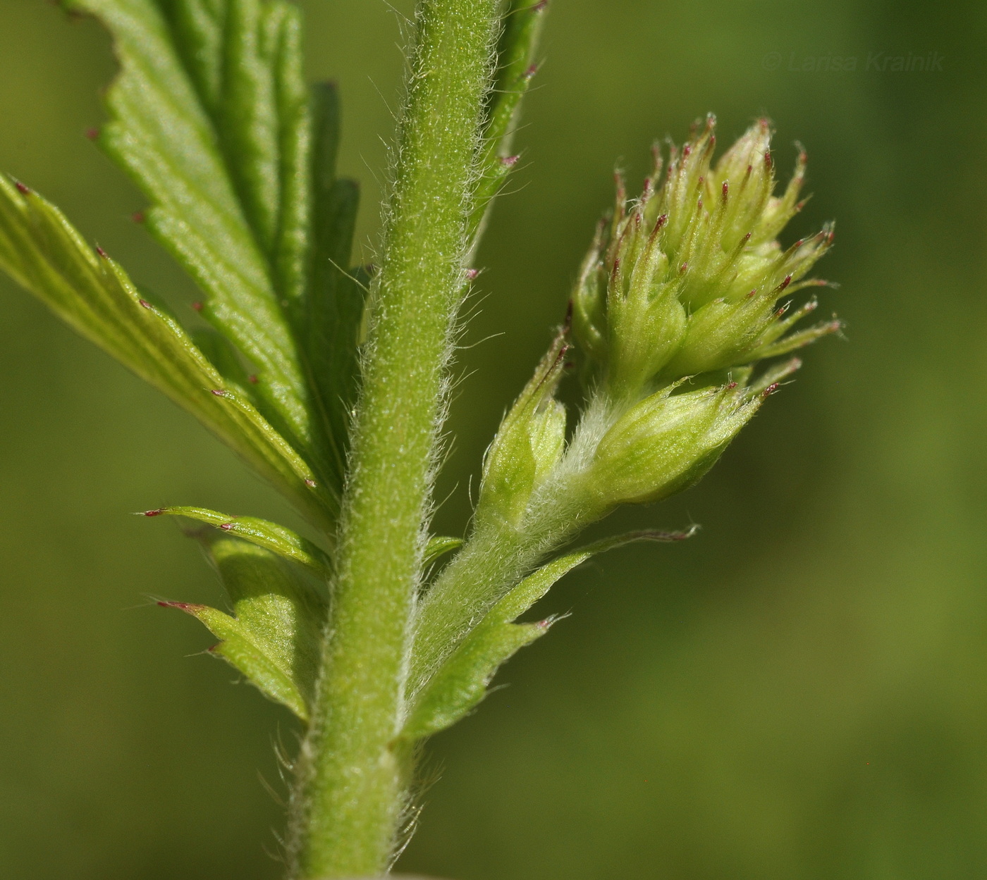 Image of genus Agrimonia specimen.