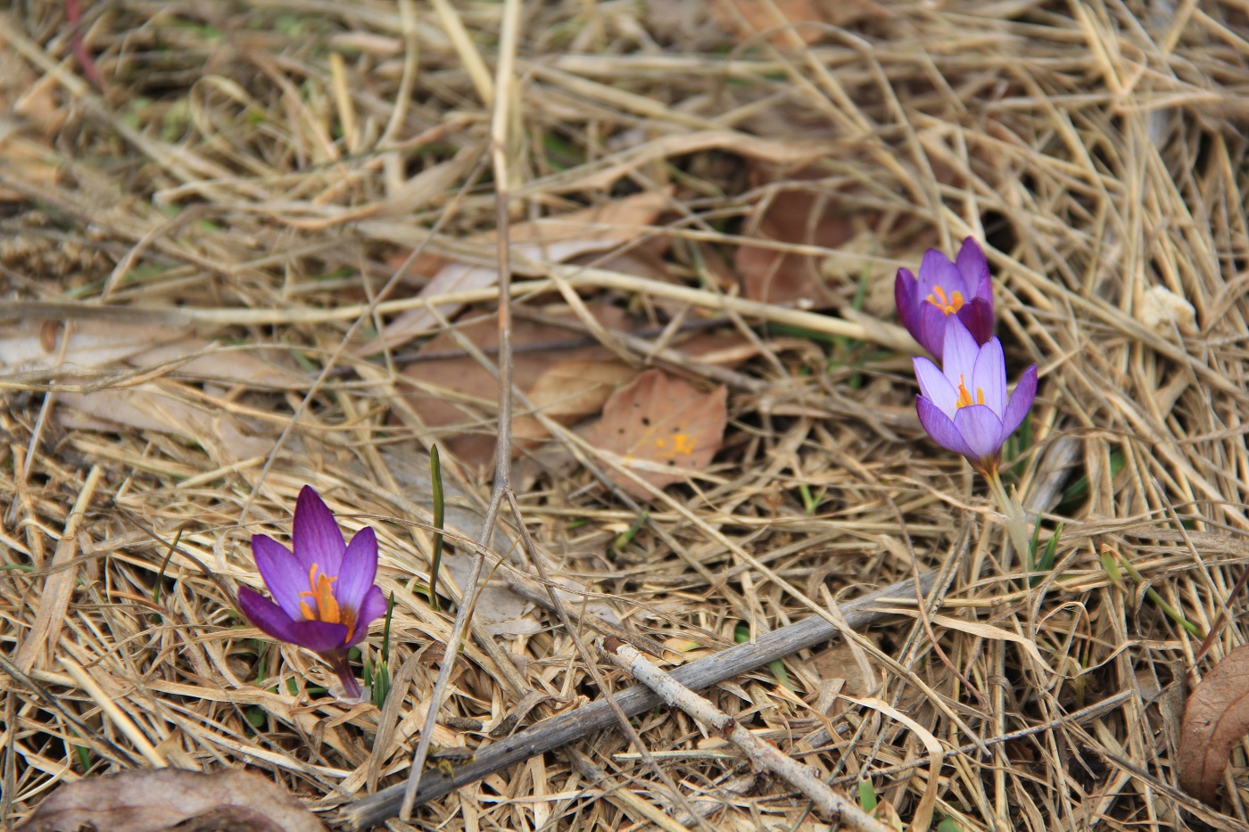 Image of Crocus tauricus specimen.