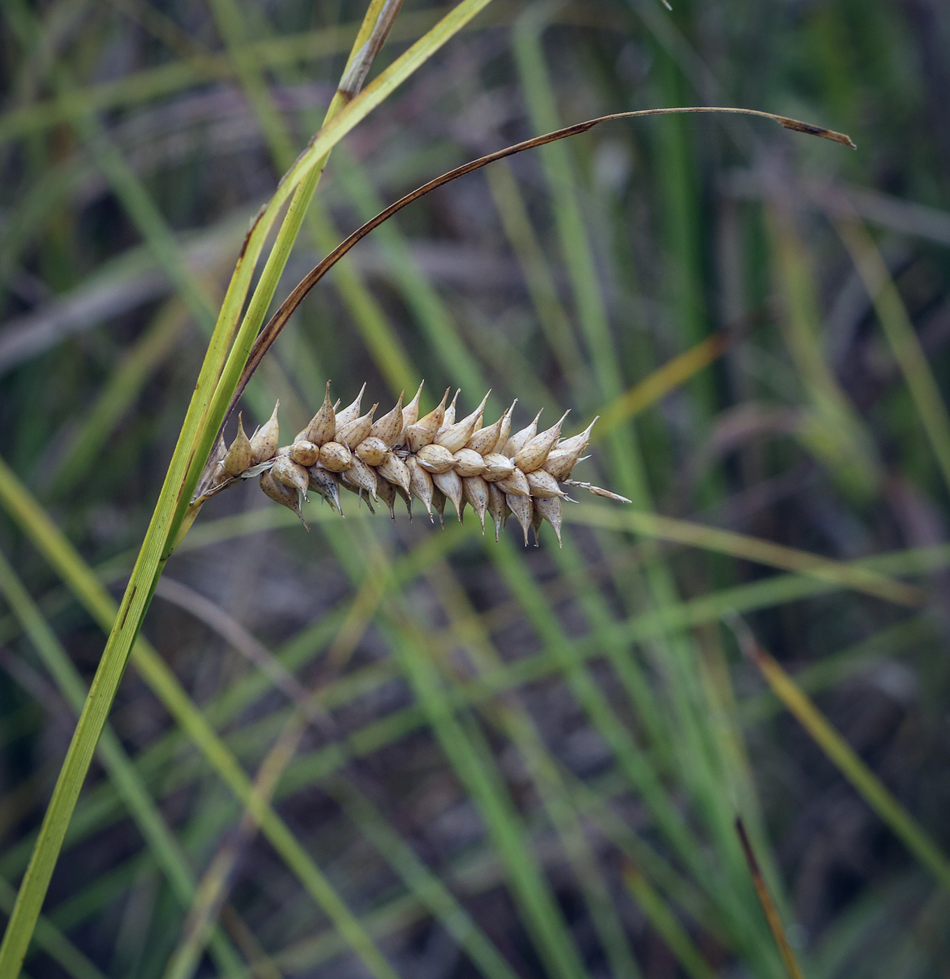 Image of Carex vesicaria specimen.