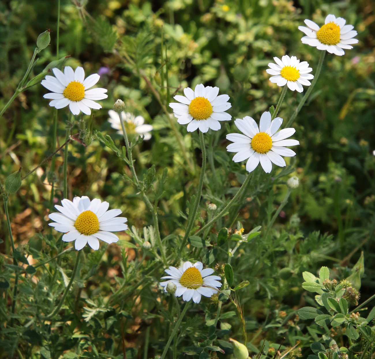 Изображение особи Anthemis ruthenica.