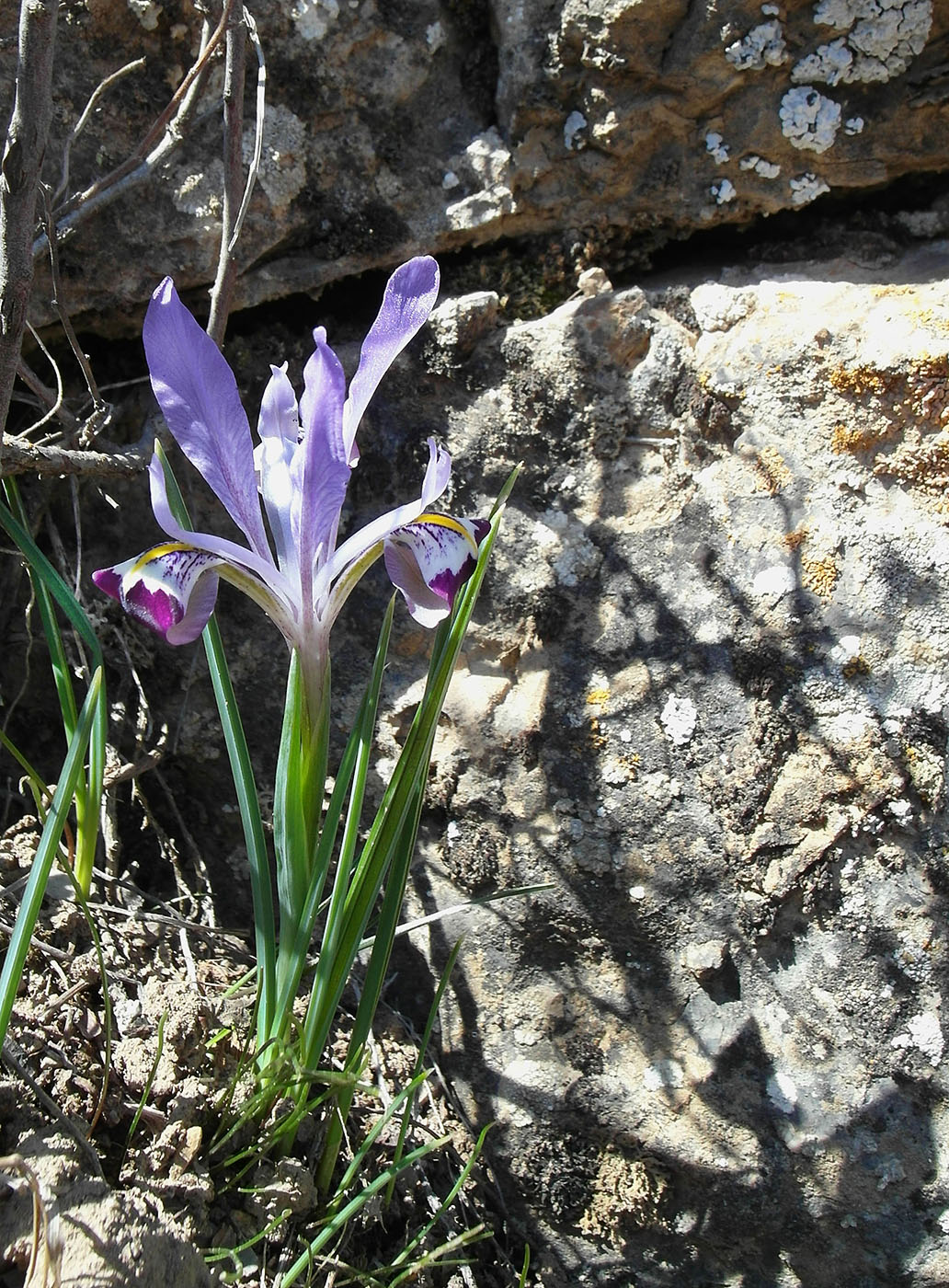 Изображение особи Iridodictyum kolpakowskianum.