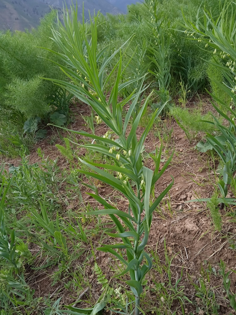 Изображение особи Polygonatum sewerzowii.