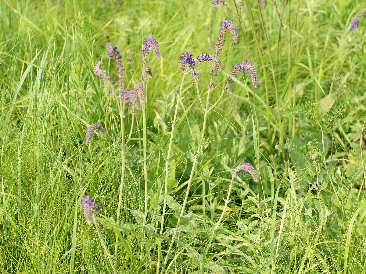 Изображение особи Salvia betonicifolia.