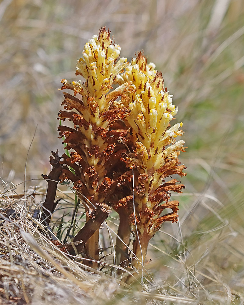 Image of Orobanche pycnostachya specimen.