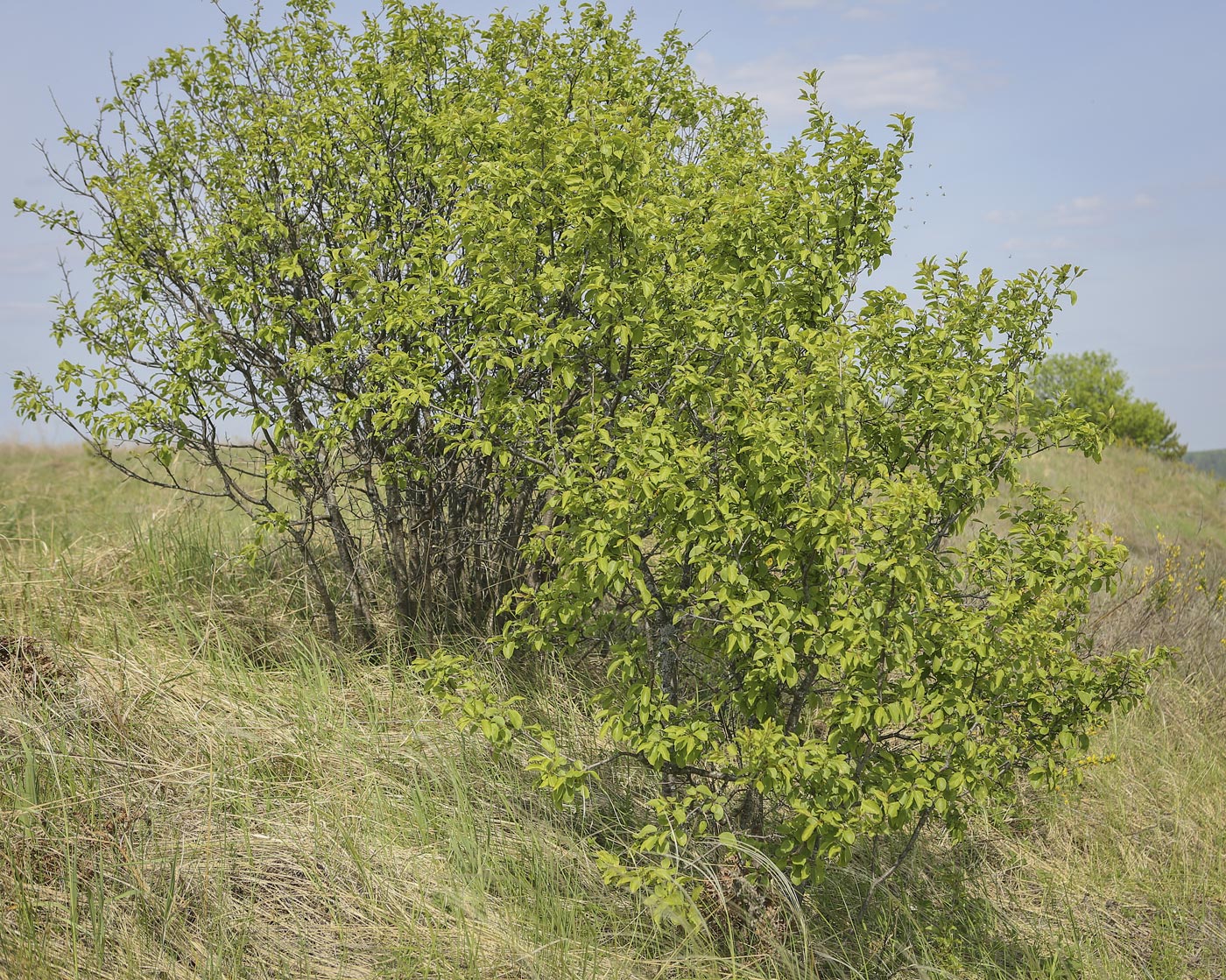 Image of Rhamnus cathartica specimen.