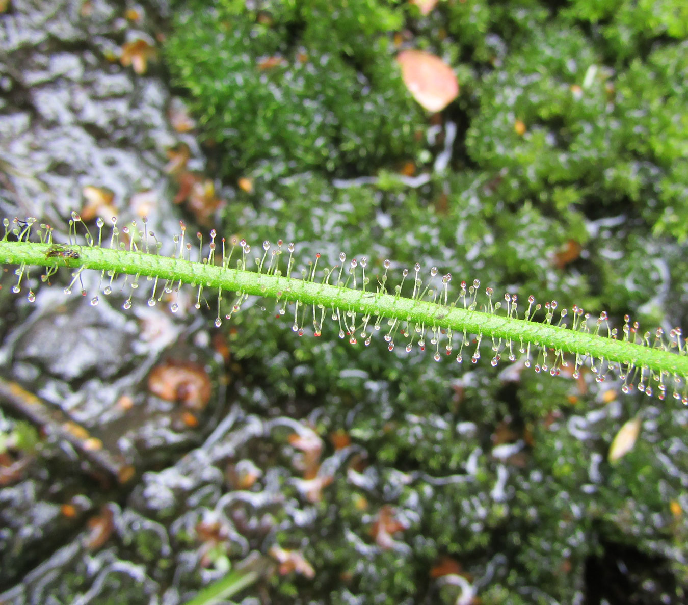 Image of Drosera filiformis specimen.