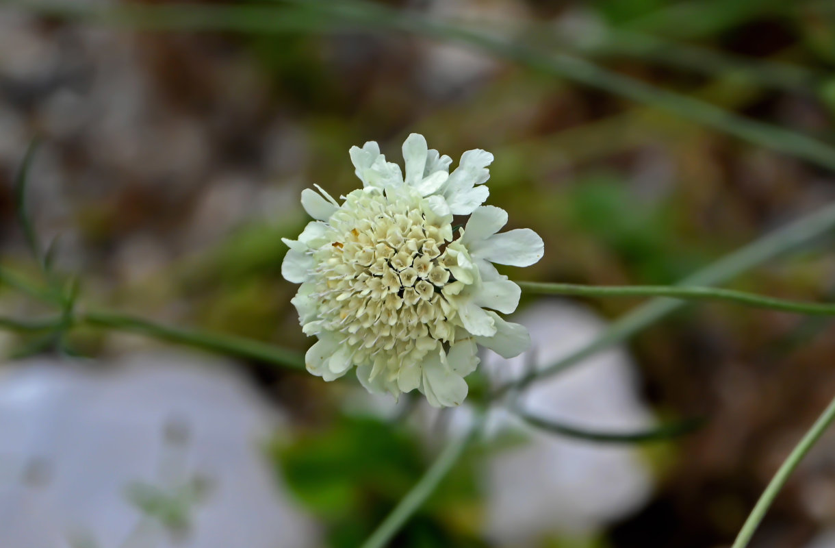 Image of Scabiosa ochroleuca specimen.