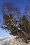 Betula platyphylla. Старое дерево в начале вегетации. Бурятия, Кабанский р-н, берег оз. Байкал. 21.05.2023.