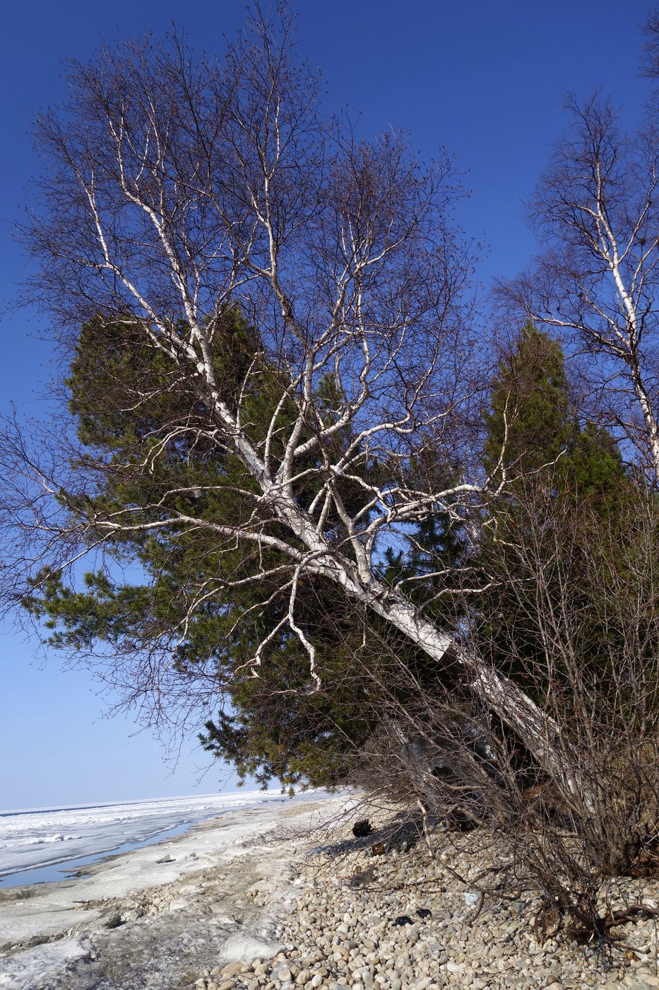 Изображение особи Betula platyphylla.