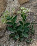 Cardaria draba