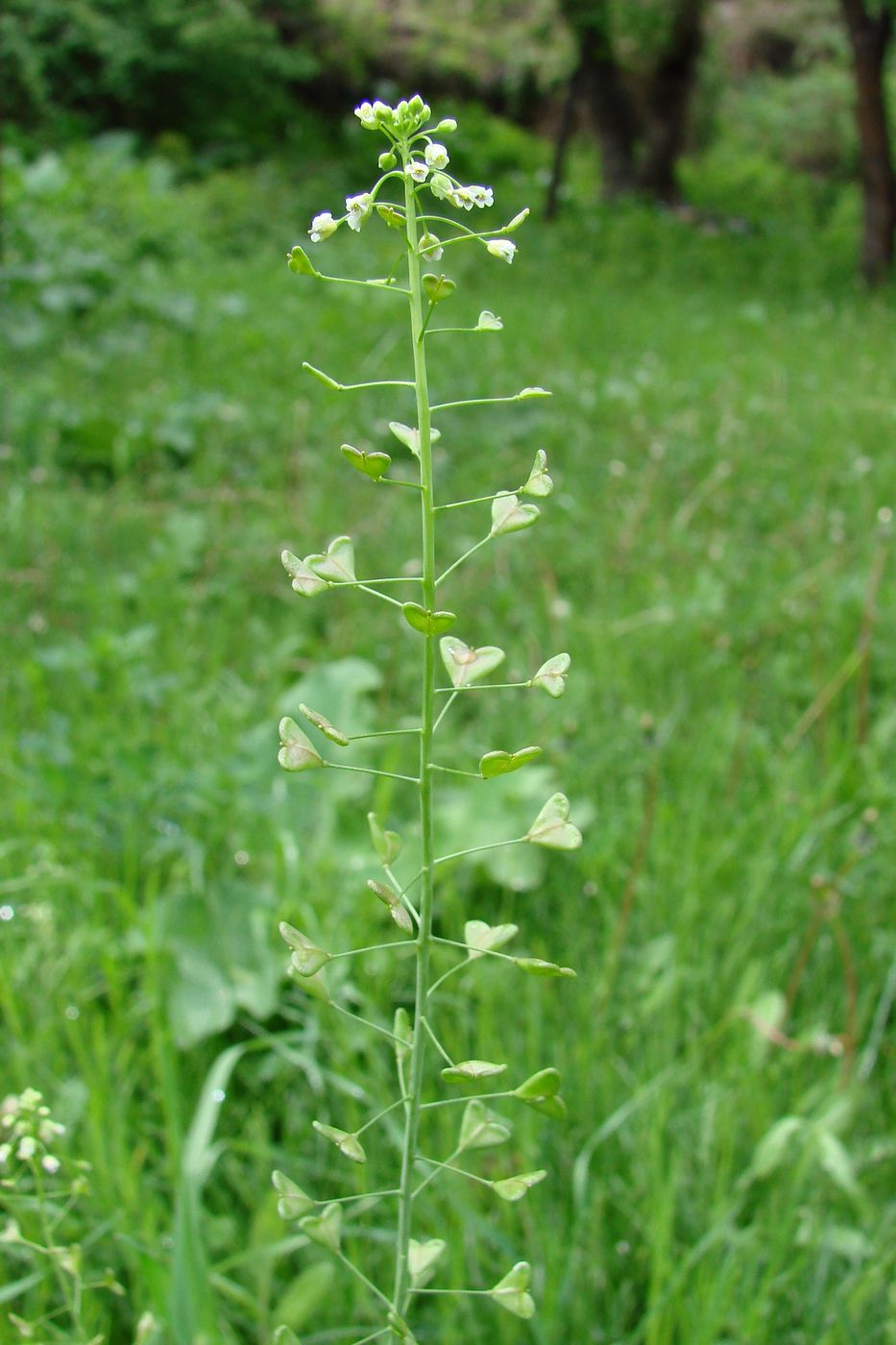 Image of Capsella bursa-pastoris specimen.