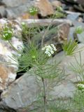 Scandix stellata. Верхушка цветущего растения. Узбекистан, хребет Нуратау, Нуратинский заповедник, урочище Хаятсай. Начало мая 2009 г.