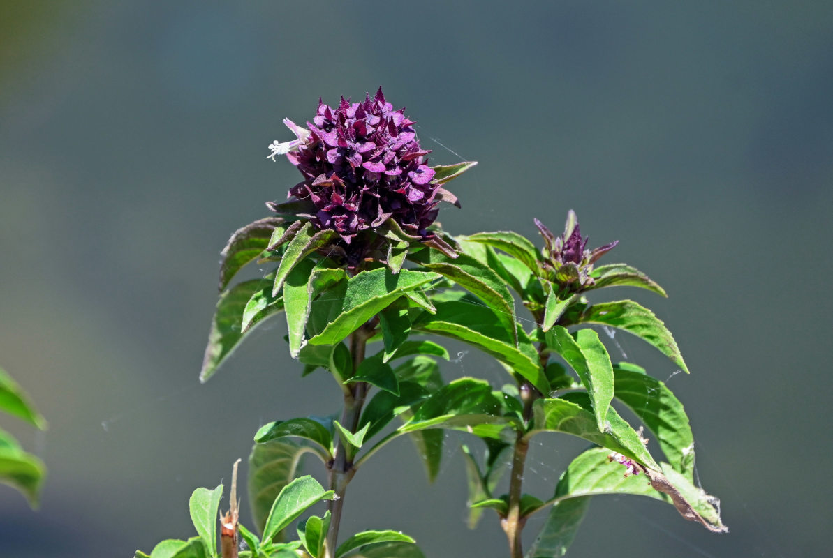 Image of Ocimum basilicum specimen.