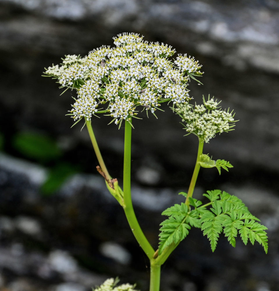 Image of Conioselinum chinense specimen.