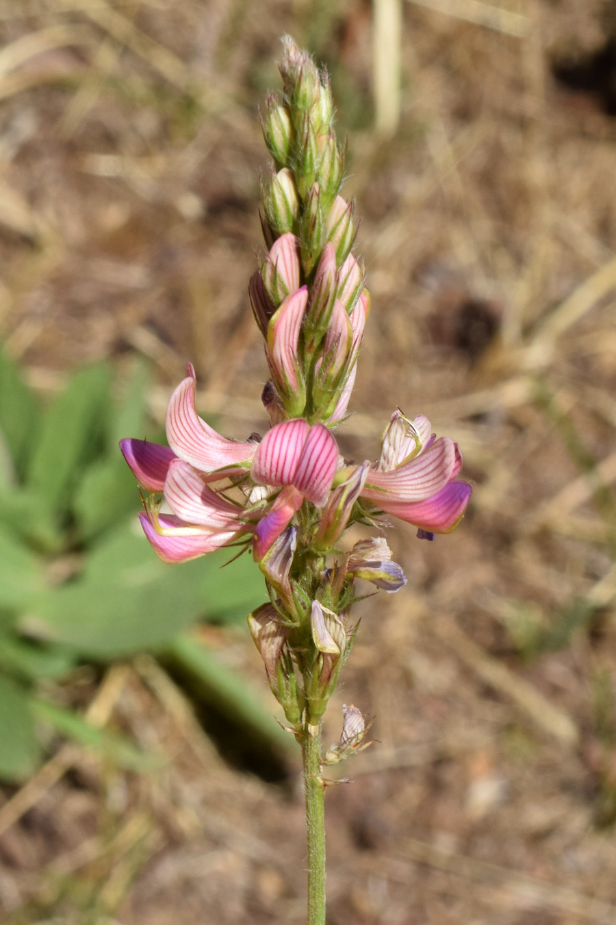 Изображение особи Onobrychis arenaria.