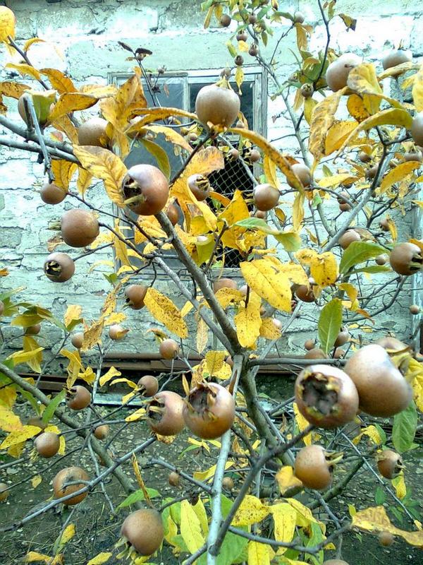 Image of Mespilus germanica specimen.