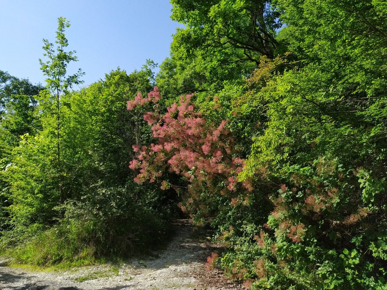 Image of Cotinus coggygria specimen.