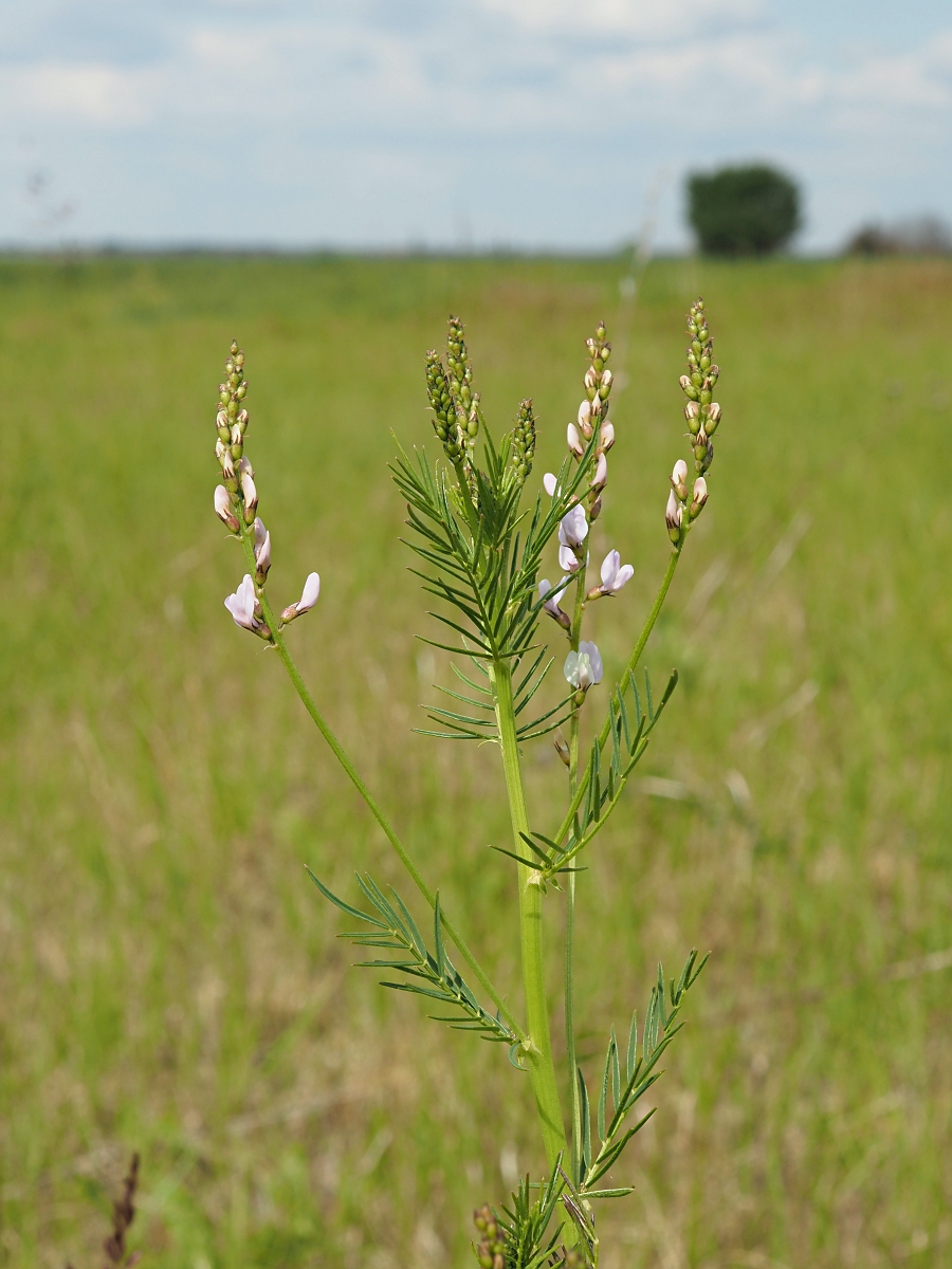 Изображение особи Astragalus sulcatus.