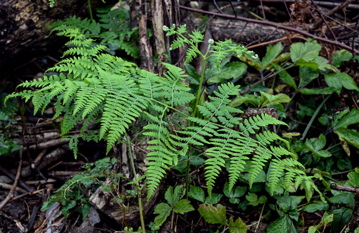 Image of Pteridium latiusculum specimen.