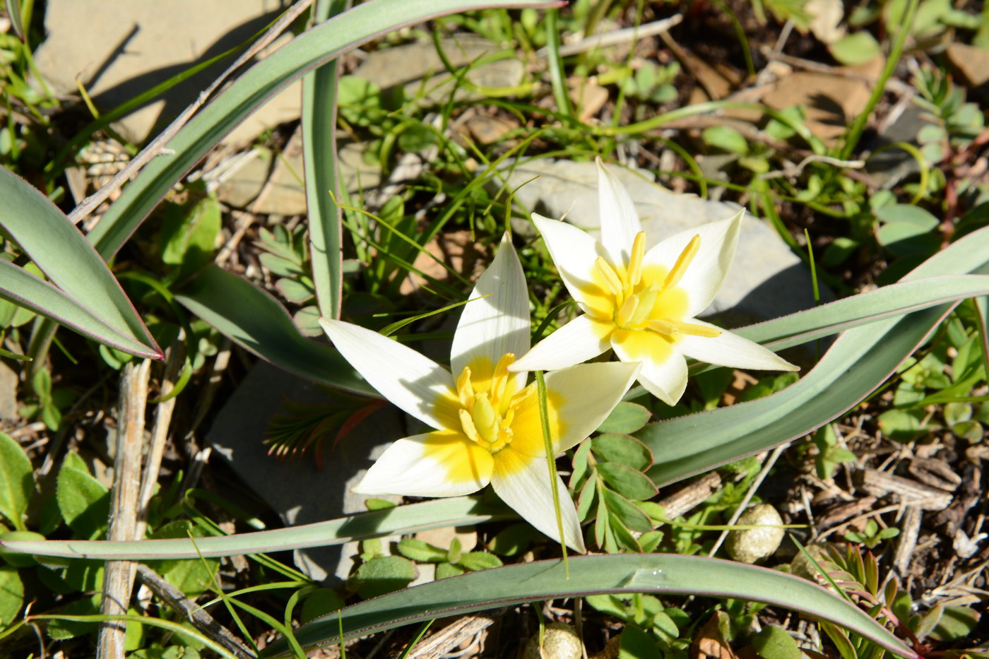 Изображение особи Tulipa turkestanica.