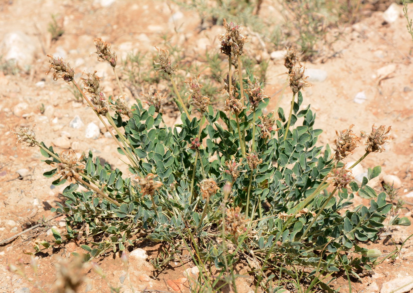 Изображение особи Astragalus platyphyllus.