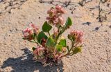 Rumex vesicarius. Плодоносящее растение. Египет, мухафаза Эль-Гиза, окр. г. Дахшур, каменисто-песчаная пустыня. 29.04.2023.