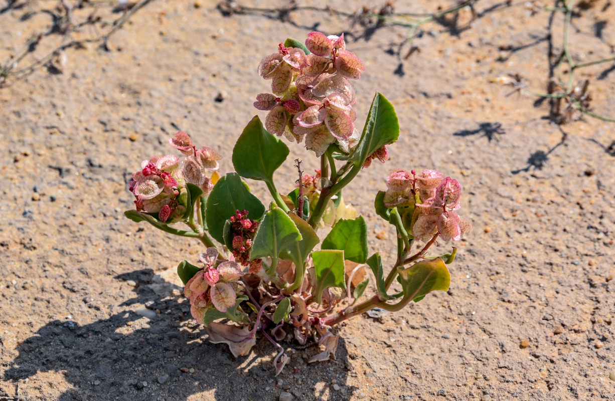 Изображение особи Rumex vesicarius.