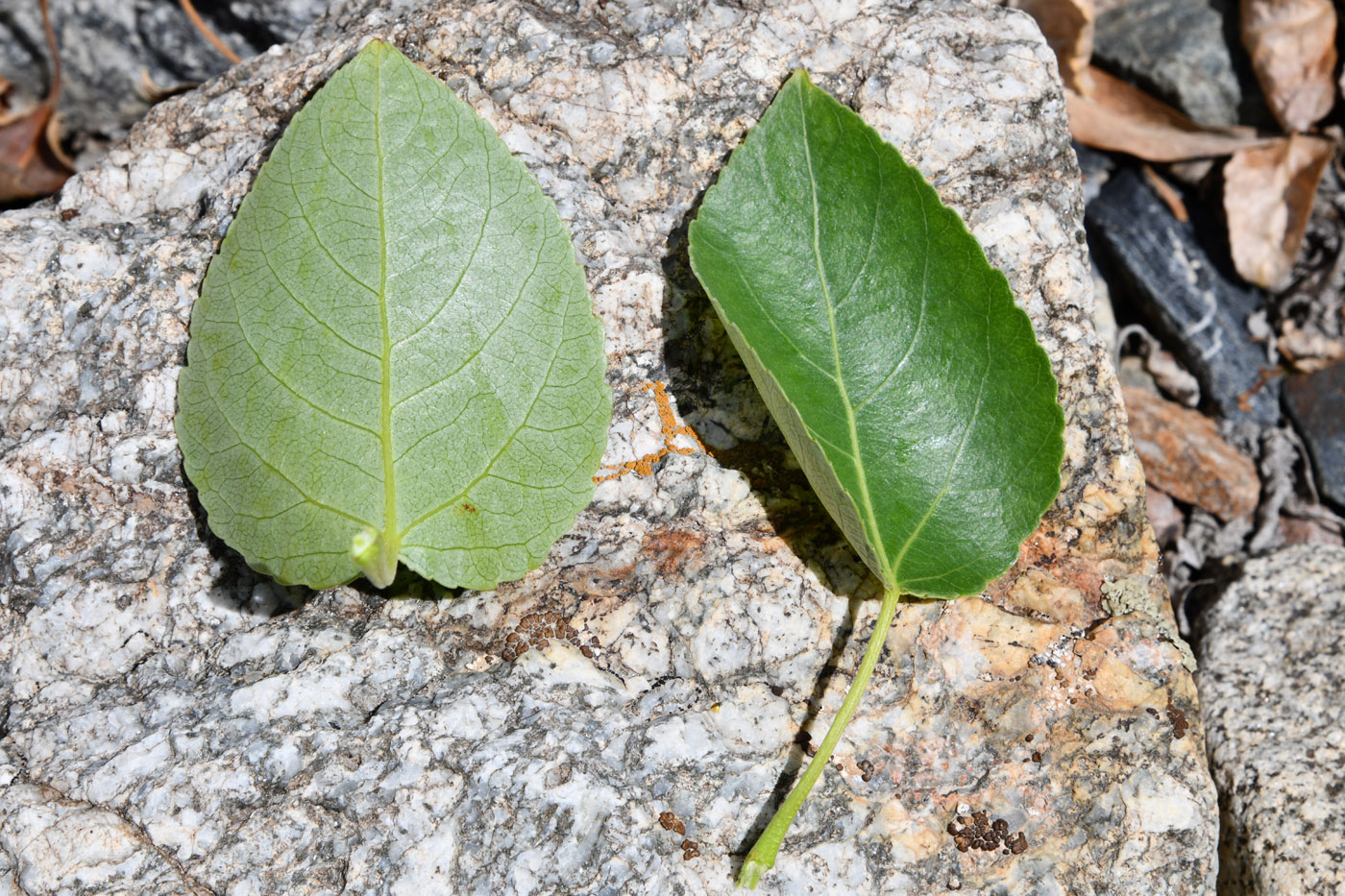 Изображение особи Populus talassica.