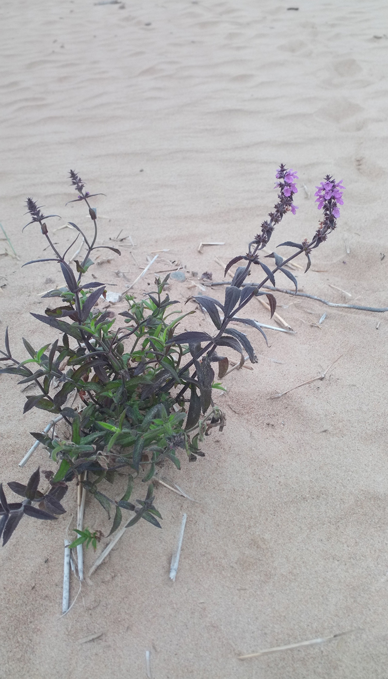 Image of Stachys palustris specimen.