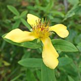 Hypericum gebleri. Аномальный 4-членный цветок. Хабаровский край, окр. г. Комсомольск-на-Амуре, граница смешанного леса и просеки ЛЭП. 21.08.2024.