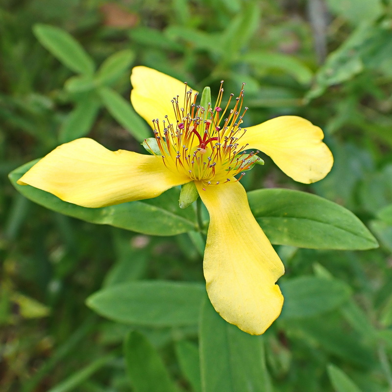 Image of Hypericum gebleri specimen.