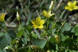 Oxalis corniculata. Верхушка цветущего и плодоносящего растения. Приморский край, Шкотовский р-н, пос. Подъяпольск, сорное в саду. 22.09.2024.