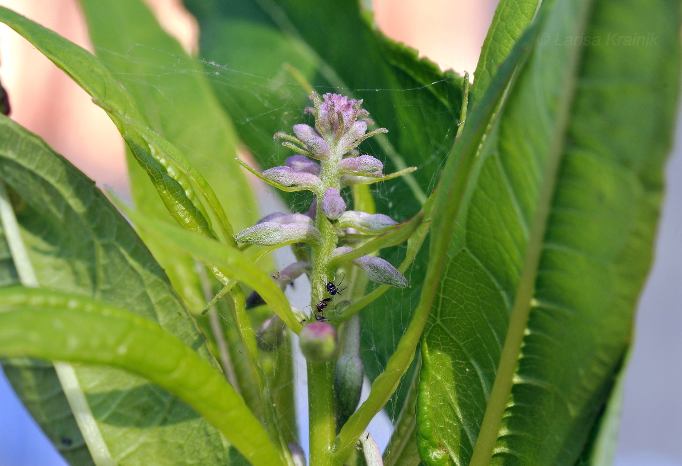 Изображение особи Chamaenerion angustifolium.