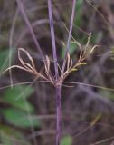 Scabiosa ochroleuca