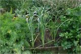 Allium porrum. Вегетирующие растения (слева - Foeniculum vulgare, справа - Apium graveolens). Московская обл., Раменский р-н, окр. дер. Хрипань, садовый участок. 22.07.2024.