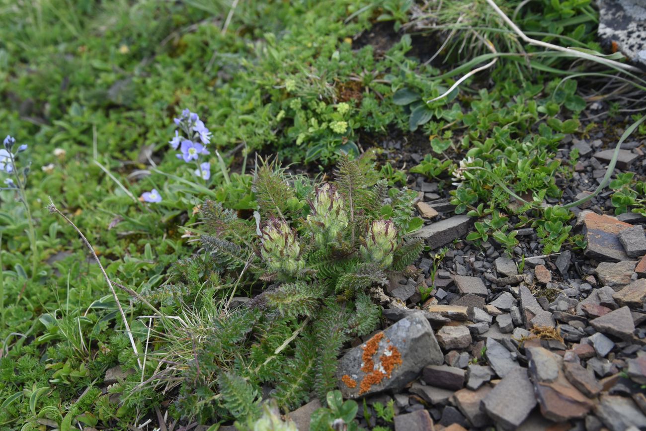 Image of Pedicularis condensata specimen.