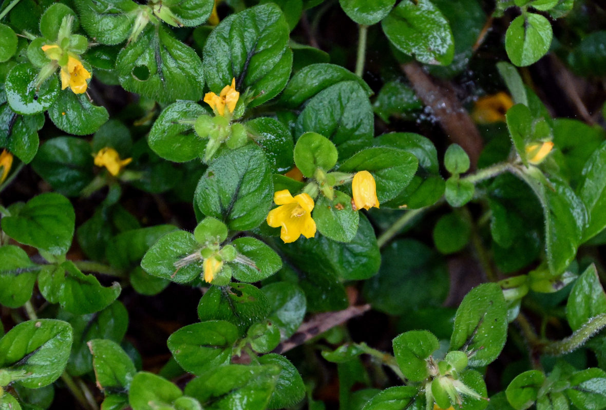 Изображение особи Lysimachia kwangtungensis.