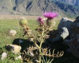 Cirsium ciliatum. Верхушка растения с соцветиями в разной степени развития. Кабардино-Балкария, Черекский р-н, окр. с/п Верхняя Балкария, левый борт долины р. Хашхасу, ≈ 1800 м н.у.м., горный луг, используемый под выпас. 29.07.2024.