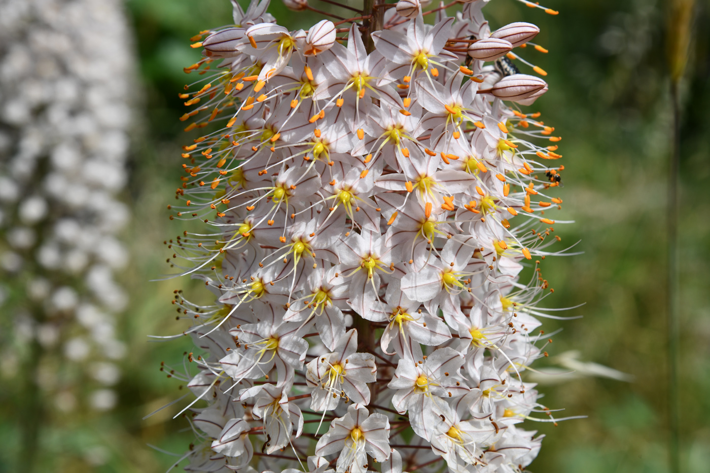 Изображение особи Eremurus robustus.