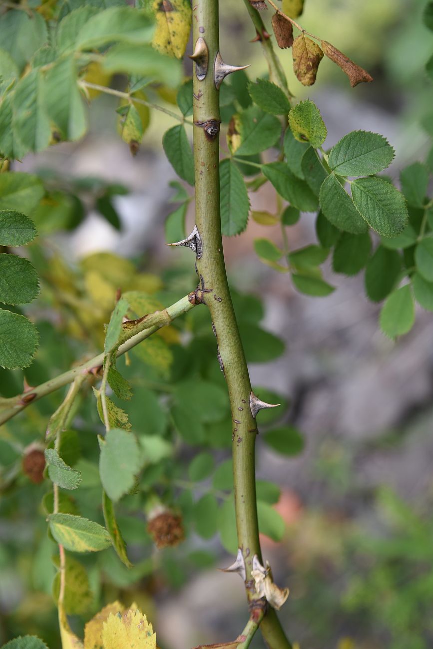 Image of genus Rosa specimen.