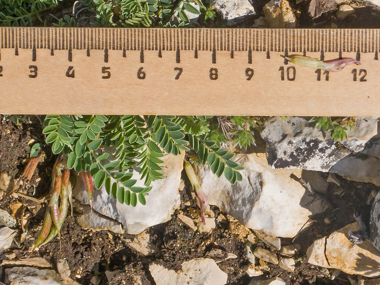 Image of Astragalus demetrii specimen.