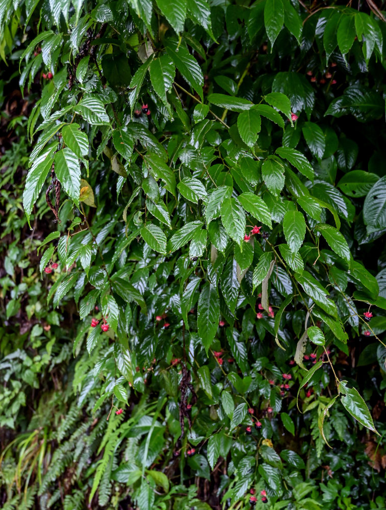 Image of Rubus swinhoei specimen.