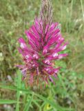 Фото Trifolium purpureum