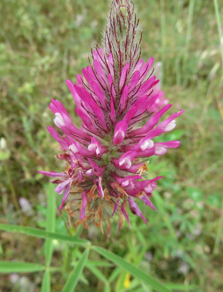 Изображение особи Trifolium purpureum.