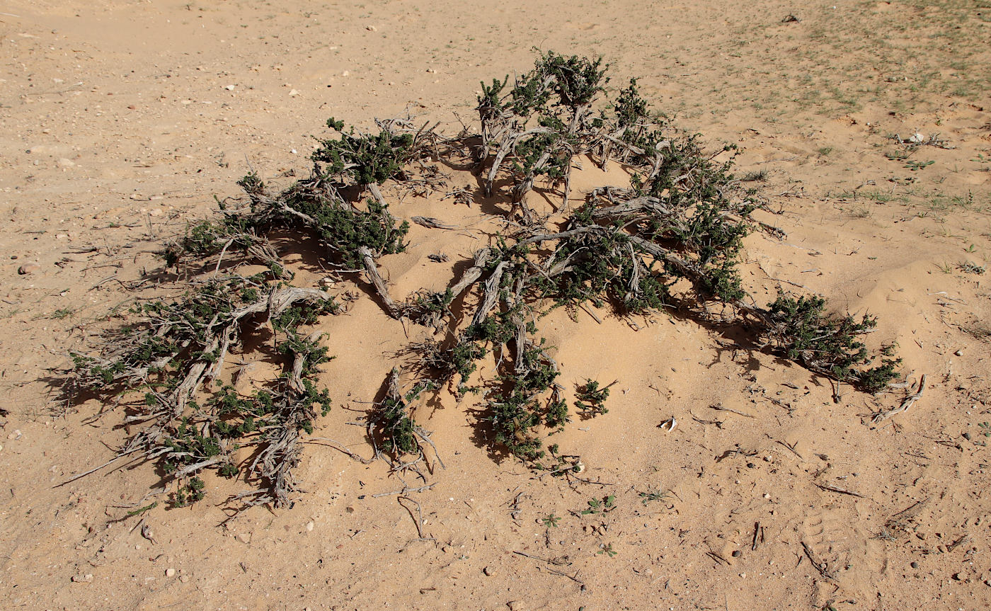 Image of Artemisia monosperma specimen.