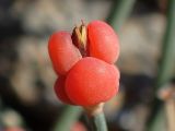 Ephedra distachya. Фруктификация. Крым, Южный Берег, окр. пос. Новый Свет, высокий берег моря, каменистый край обрыва рядом с туристической тропой. 07.06.2024.