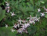 Gillenia trifoliata