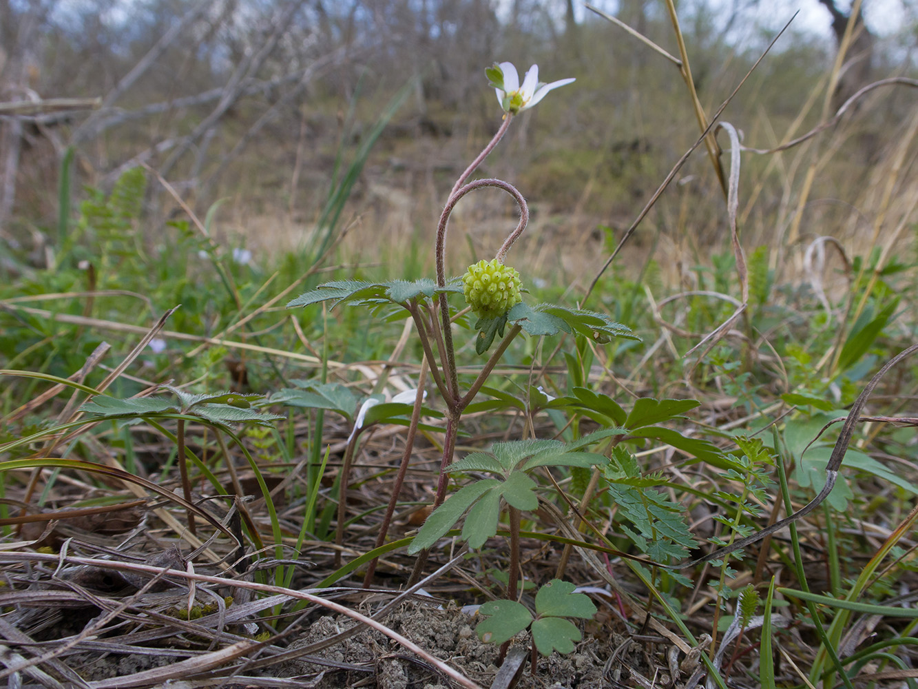 Image of Anemone banketovii specimen.