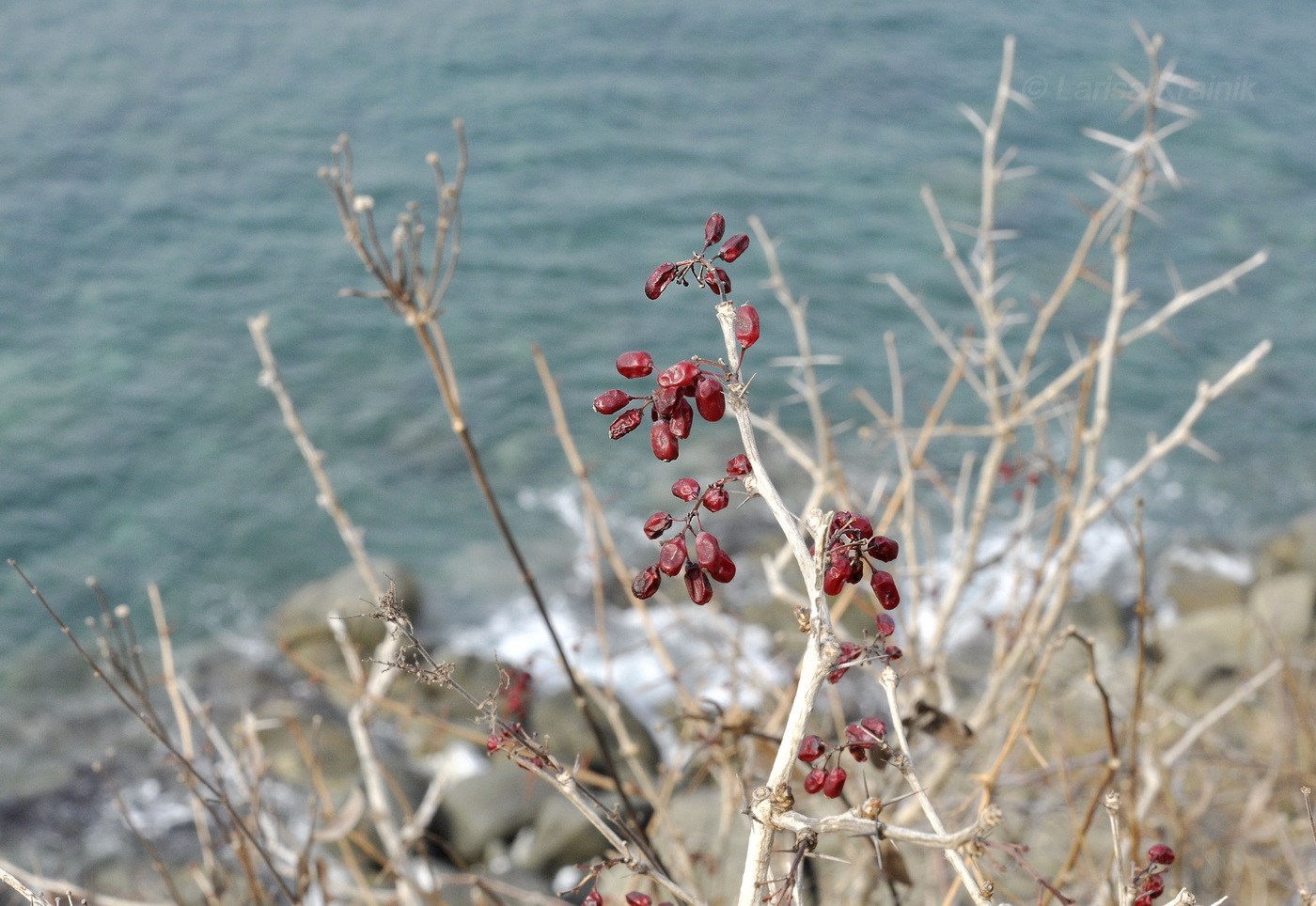 Изображение особи Berberis amurensis.